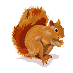 squirrel with nut