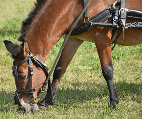 Horse is eating grass