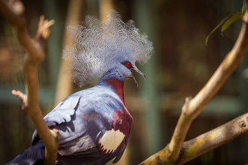 Victoria Crowned Pigeon on a tree branch