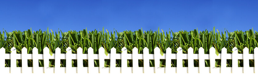 green grass on blue clear sky