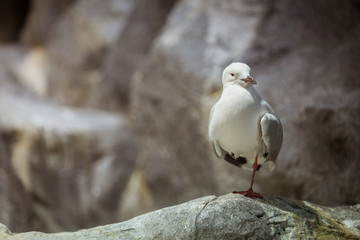 Seagull standing