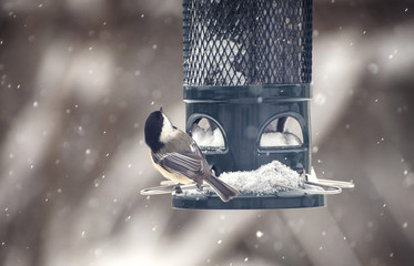 Chickadee bird in winter © bubblegirlphoto