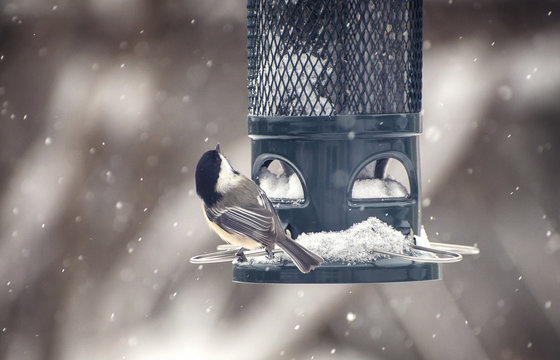 Chickadee bird in winter