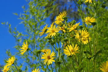 Durchwachsene Silphie im Sommer - Cup Plant in summer, garden plant