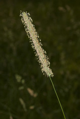 Meadow foxtail