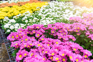 Obraz premium Colorful Zinnia Flower