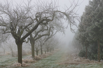 spooky trees