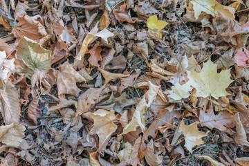 Falling dry brown leaves on dry grass with soil and cement floor in Autumn