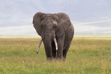 Old big elephant. NgoroNgoro Crater, Tanzania.	