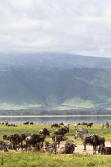 Lost paradise Ngorongoro. Tanzania, Africa