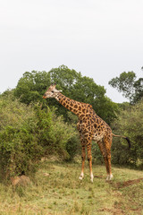 Giraffe among a tree. Masai Mara, Africa	