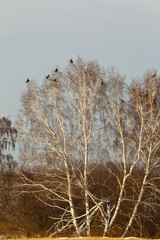 Flock of grouse. Siberia, Russia