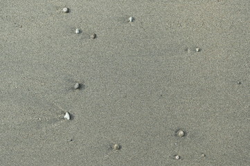 Fototapeta na wymiar 砂浜に打ち上げられた小石