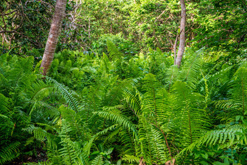 Scenic view of jungle with ferns