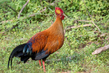 Sri Lankan junglefowl