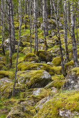 Young birch forest on the slope covered with mossy stones, Norway