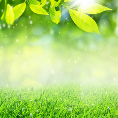 Spring nature background with bright green leaves and grass.