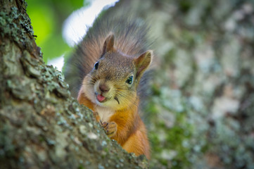 Naklejka na ściany i meble Squirrel shows tongue