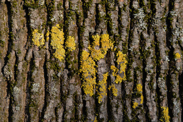 Rinde eines Baums mit Pilzbefall