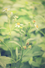 beautiful single flower grass : Tridax procumbens or coatbuttons or tridax daisy (vintage style : selective focus)

