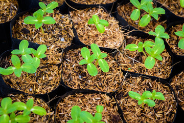 Green young sunflower sprout