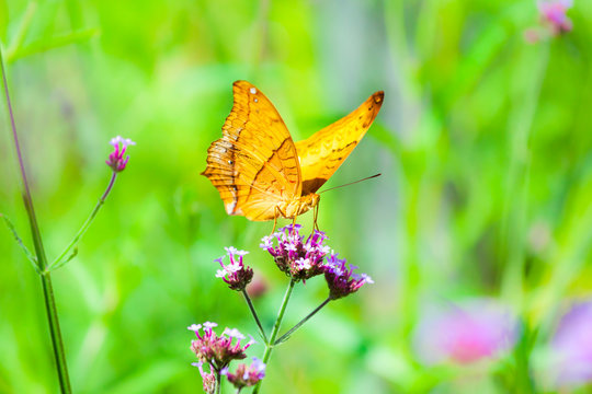 Closeup butterfly on flower, The Cruiser (Vindula dejone erotell