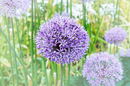 Close up of a purple ball shaped Allium flower.