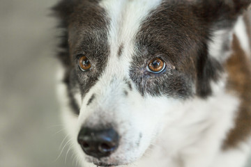 portrait Thai bangkaew dog