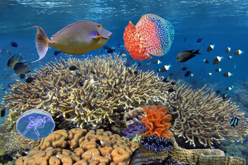 Fototapeta na wymiar Wonderful and beautiful underwater world with corals and tropical fish. Red Sea.