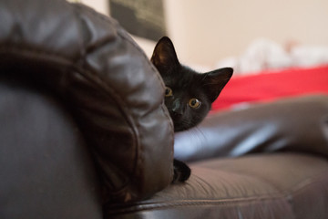 A beautiful black kitten hiding on couch