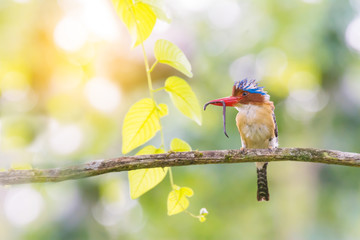 Beautiful bird holding worm in mouth perching alone,natural blurred background
Banded kingfisher ( Lacedo pulchella ) male,waiting for feeding his hungry chicks in abandoned termite nest. 