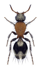 Wasp Dasylabris miogramma on a white background