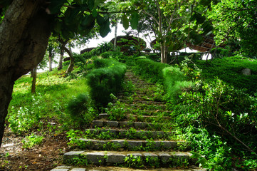 Stone stairway, surrounded by greenery and trees, leading up. Summer Botanical Garden