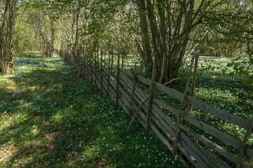 Green Lush black and white fence in the forest
