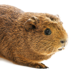 guinea pig isolated on white
