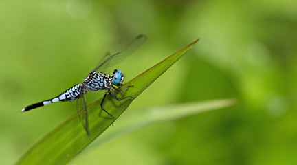 Dragonfly, Dragonflies of Thailand ( Acisoma panorpoides ), Dragonfly rest on green grass leaf