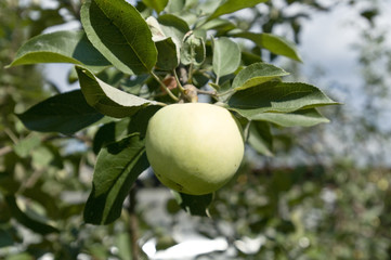 Яблоки зеленые, сорт Антоновка растут на ветке дерева на фоне голубого неба