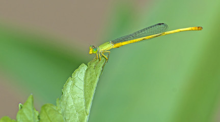 Dragonfly, Dragonflies of Thailand ( Ceriagrion indochinense ), Dragonfly rest on green leaf