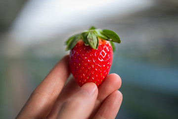 Hand Holding Fresh Strawberry