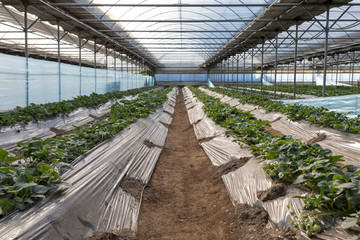 Strawberry Farm Background