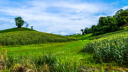 Corn in Thailand