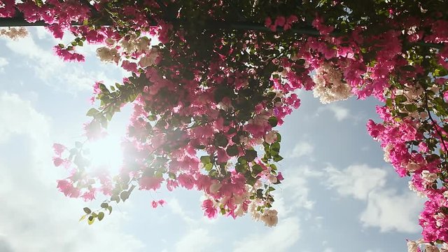 Bougainvillea floewrs bush against the sky in the garden. The fourth version.