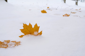 Bright yellow maple leaves on the white snow. The natural background. Plenty of space for text. Located diagonally.