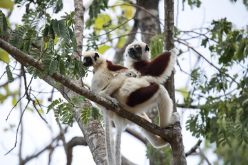 rare lemur Crowned Sifaka, Propithecus Coquerel, a female with a cub sits on a tree, Ankarafantsika Reserve, Madagascar