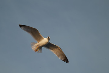 Seagull, sea bird in the blue sky
