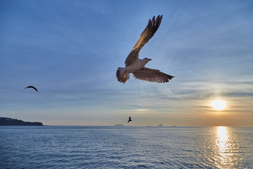 Fototapeta na wymiar Seagull, sea bird in the blue sky