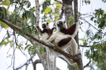 rare lemur Crowned Sifaka, Propithecus Coquerel, a female with a cub sits on a tree, Ankarafantsika Reserve, Madagascar