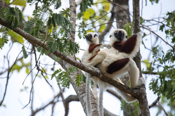 rare lemur Crowned Sifaka, Propithecus Coquerel, a female with a cub sits on a tree, Ankarafantsika Reserve, Madagascar
