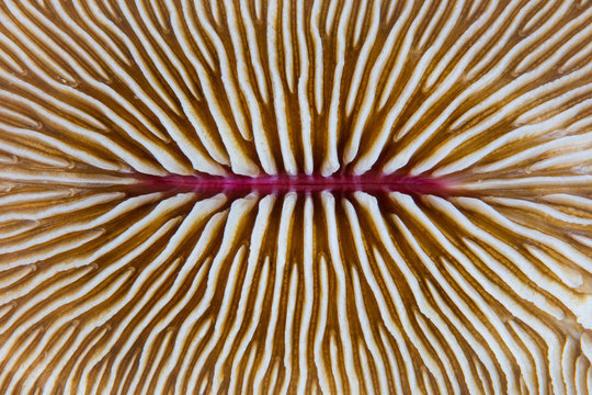 Abstract of Mushroom Coral