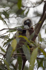 rare lemur Crowned Sifaka, Propithecus Coquerel, feeds on tree leaves, Ankarafantsika Reserve, Madagascar